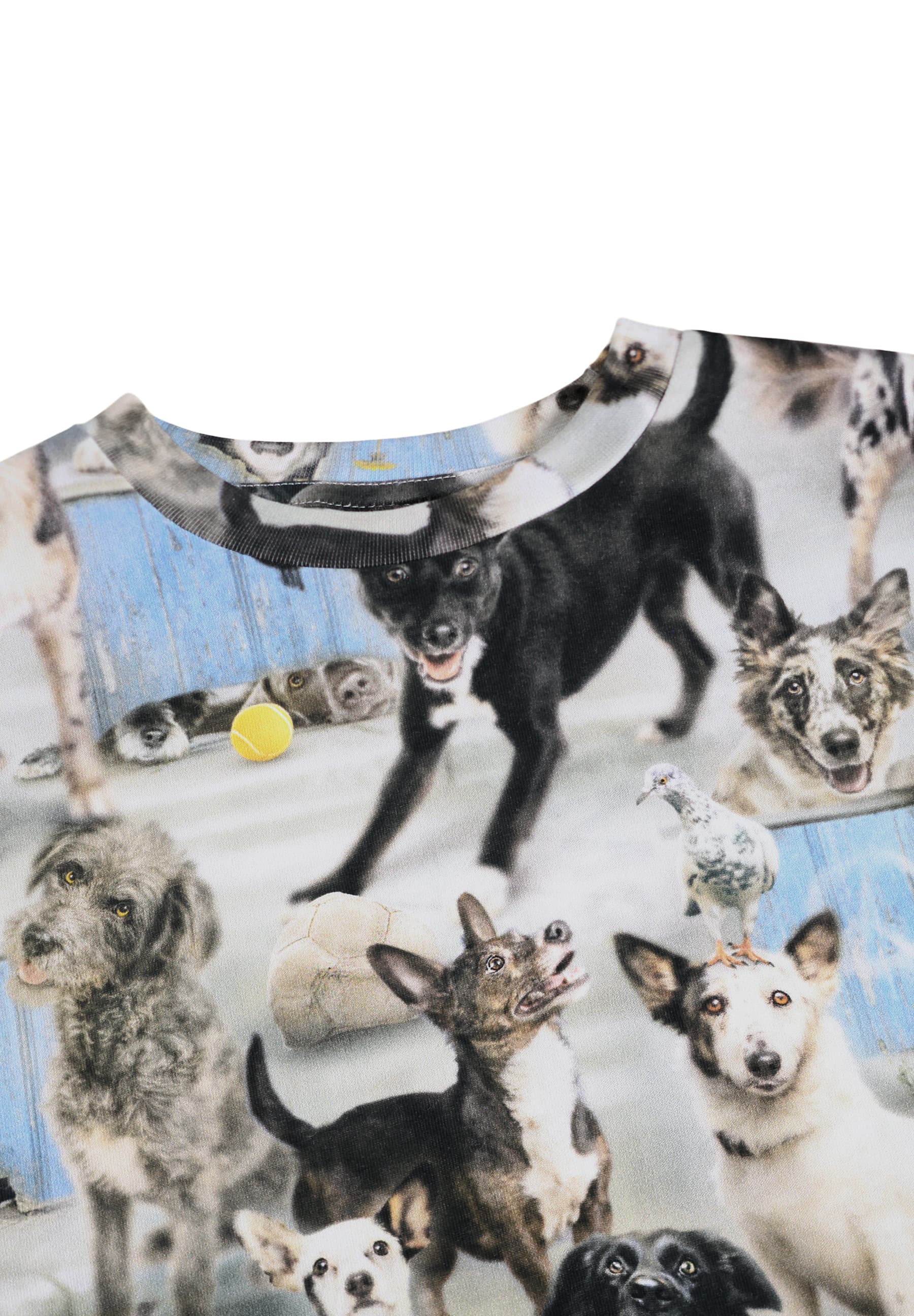 Molo Ralphie Short Sleeves T-shirt - Curious Dogs