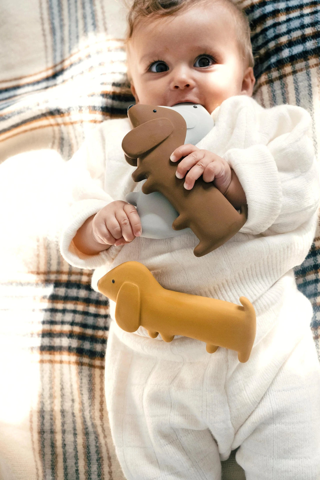 We Are Gommu Mini Dog - Choco