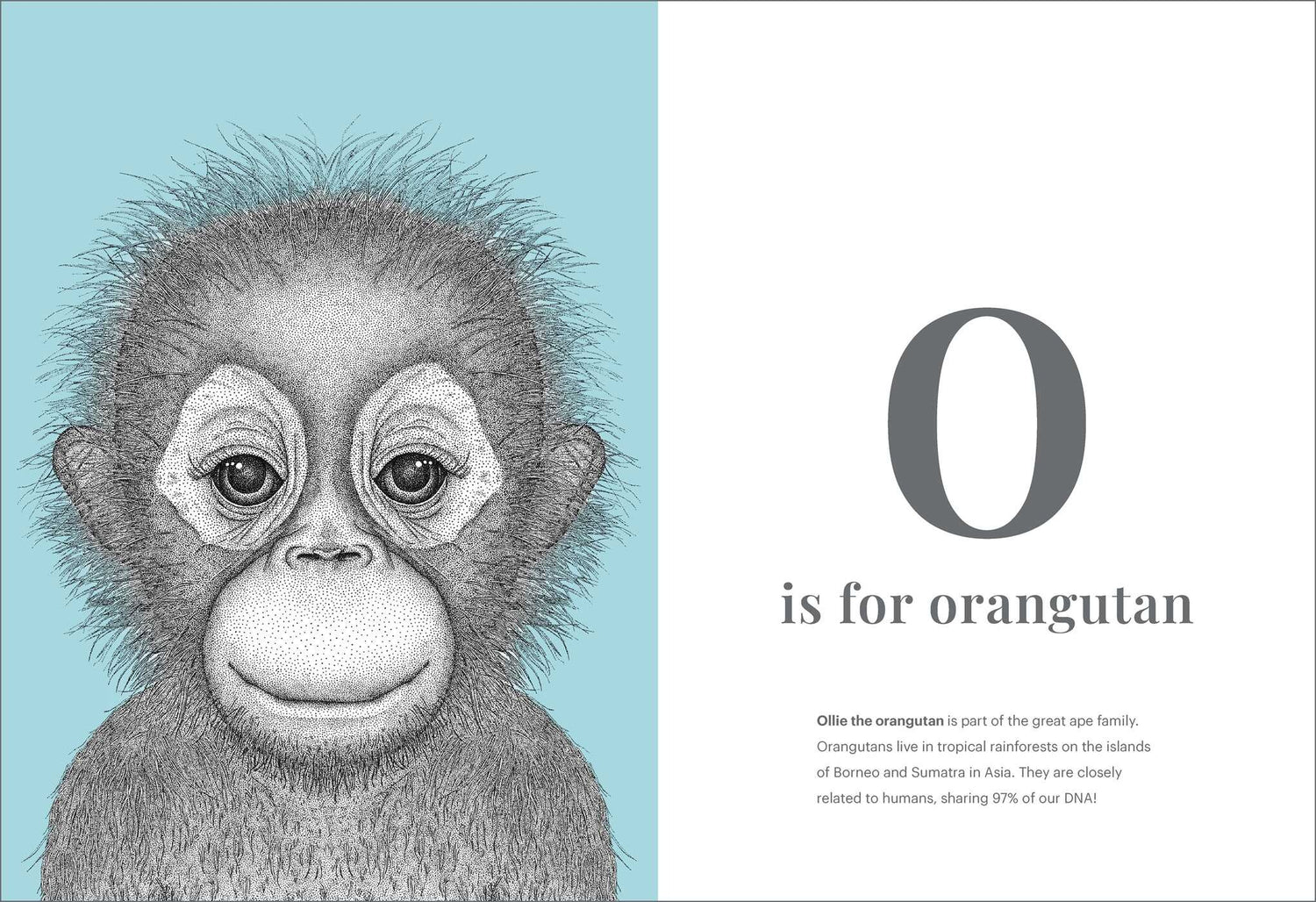 The Animal Alphabet Book